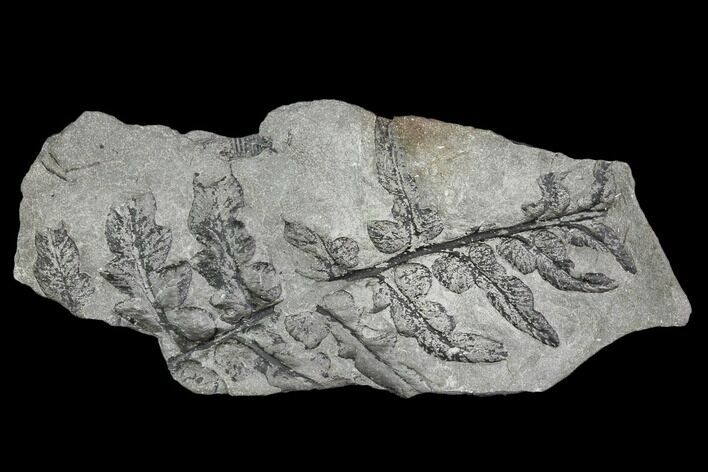 Pennsylvanian Fossil Fern (Neuropteris) Plate - Alabama #112768